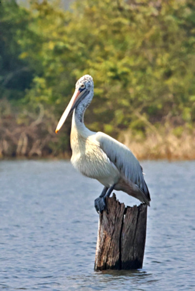 Spot-billed Pelican, Gal Oya, Sri Lanka