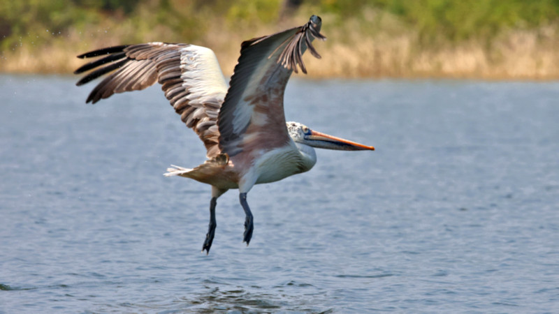 Spot-billed Pelican, Gal Oya, Sri Lanka