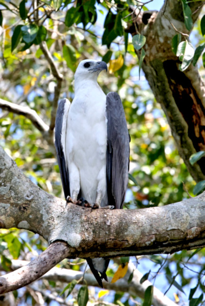 White-bellied Sea Eagle, Gal Oya, Sri Lanka