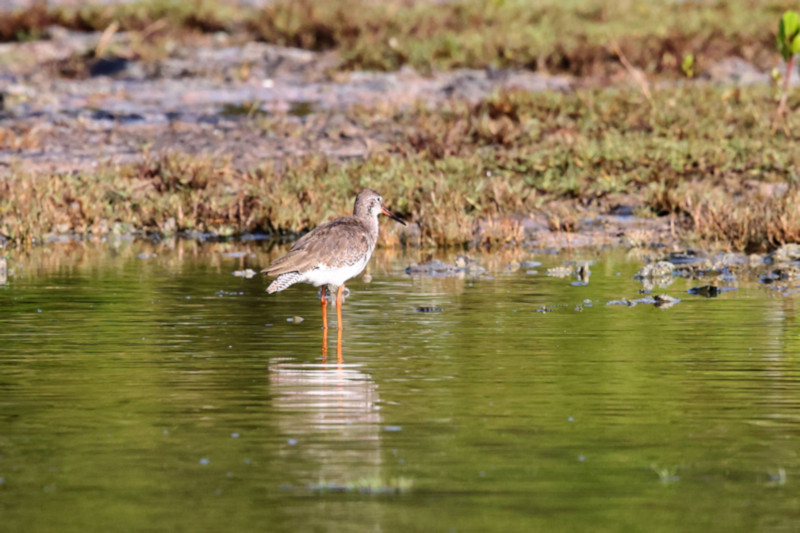 Common Redshank, Kalametiya, Sri Lanka