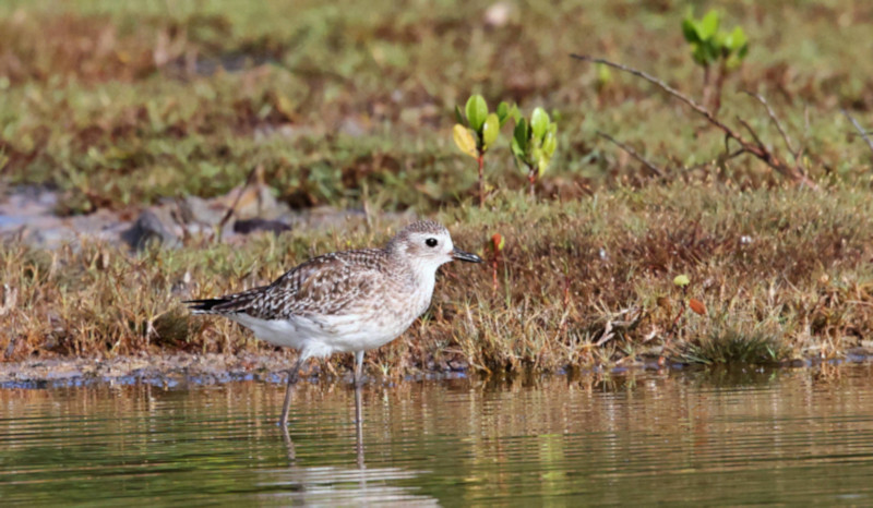 Grey Plover, Kalametiya, Sri Lanka