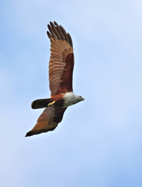 Brahminy Kite, Kalametiya, Sri Lanka