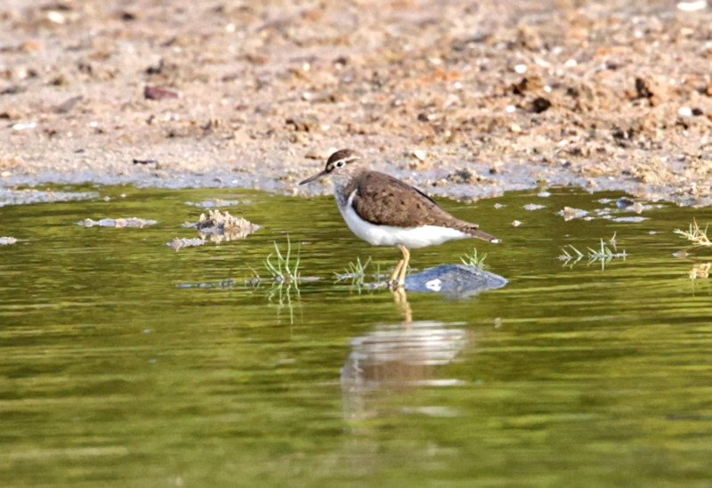 Common Sandpiper, Kalametiya, Sri Lanka