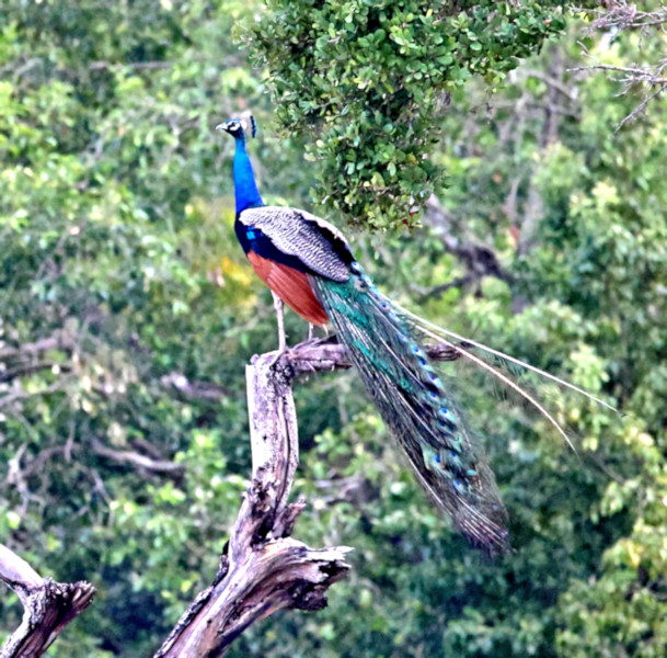 Indian Peafowl, Kalametiya, Sri Lanka