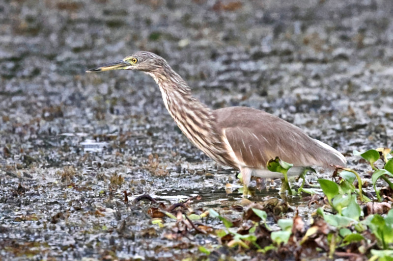 Indian Pond Heron, Kalametiya, Sri Lanka