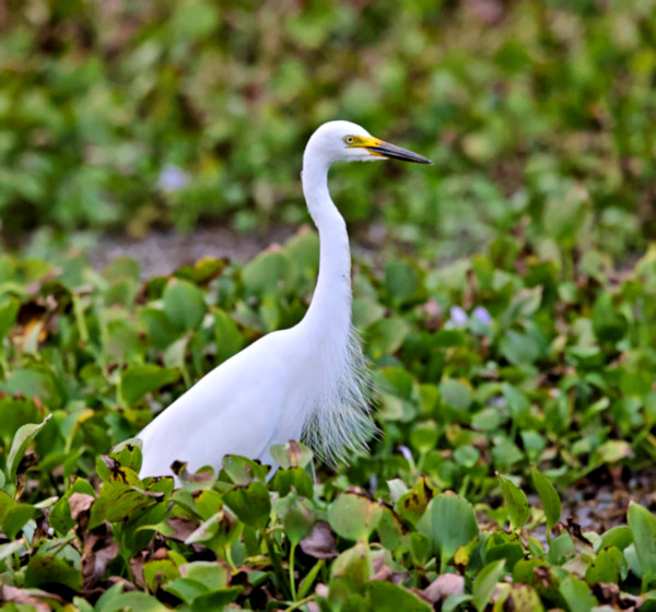 Intermediate Egret, Kalametiya, Sri Lanka