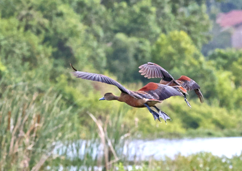 Lesser Whistling Duck, Kalametiya, Sri Lanka