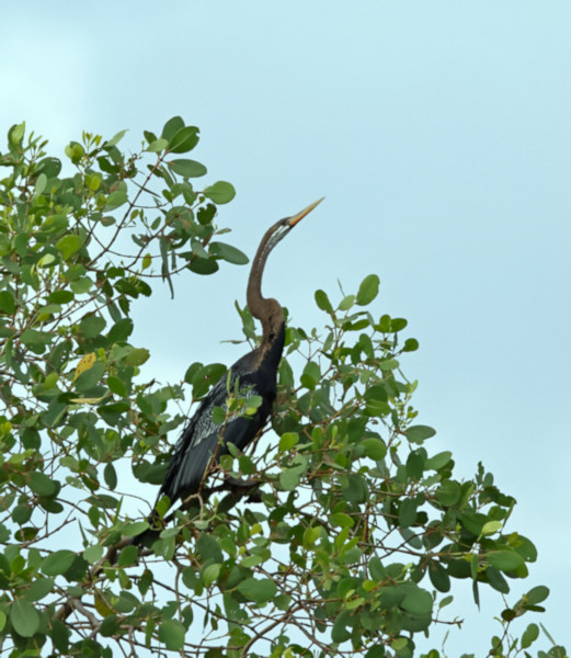 Oriental Snake-bird Anhinga, Kalametiya, Sri Lanka