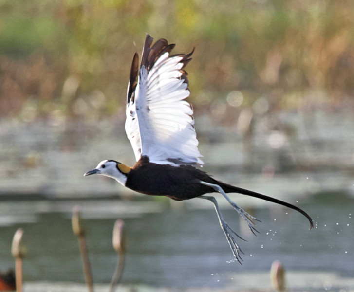 Pheasant-tailed Jacana, Kalametiya, Sri Lanka