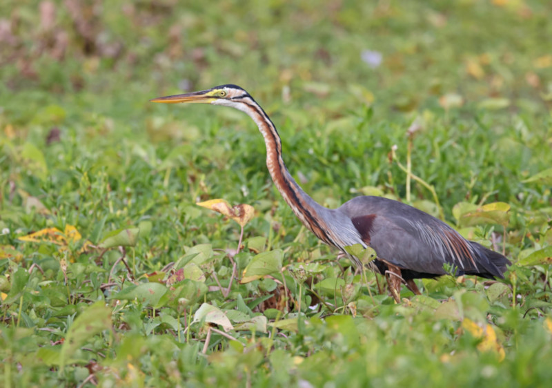 Purple heron, Kalametiya, Sri Lanka