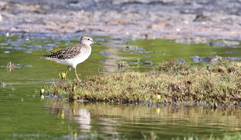 Wood Sandpiper, Kalametiya, Sri Lanka