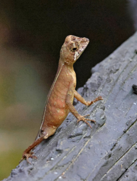 Brown-patched Kangaroo Lizard, Sinharaja Forest Reserve, Sri Lanka