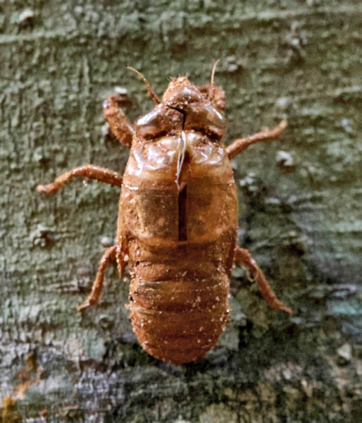 Cicada, Sinharaja Forest Reserve, Sri Lanka