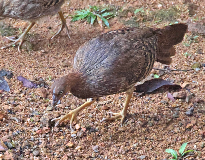 Painted Francolin, Sinharaja Forest Reserve, Sri Lanka