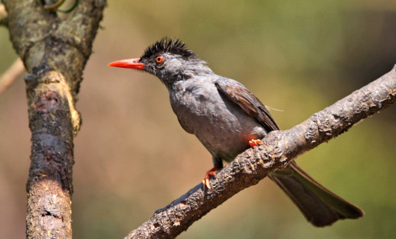 Square-tailed Bulbul, Sinharaja Forest Reserve, Sri Lanka