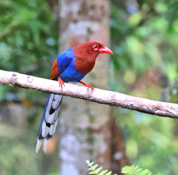 Sri Lankan Blue Magpie, Sinharaja Forest Reserve, Sri Lanka