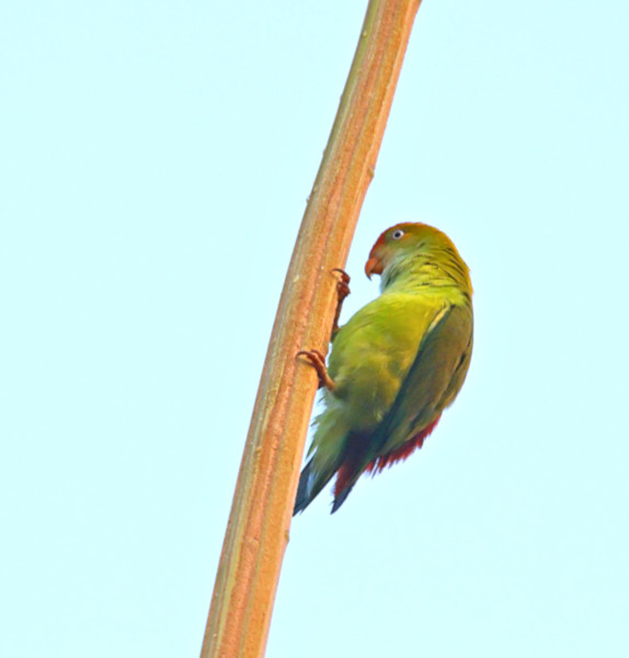 Hanging Parrot, Sinharaja Forest Reserve, Sri Lanka