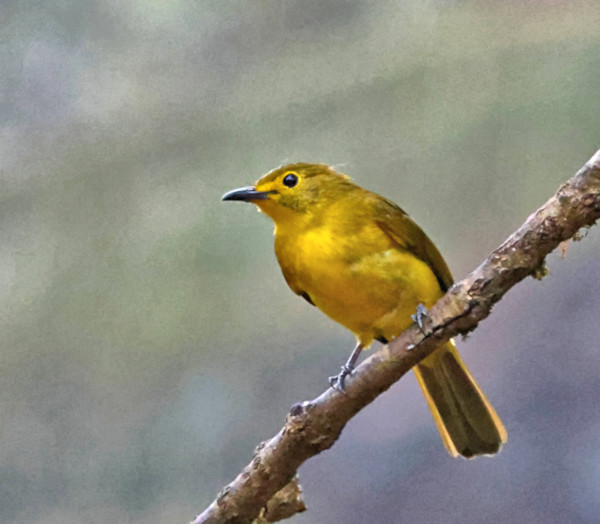 Yellow-browed Bulbul, Sinharaja Forest Reserve, Sri Lanka