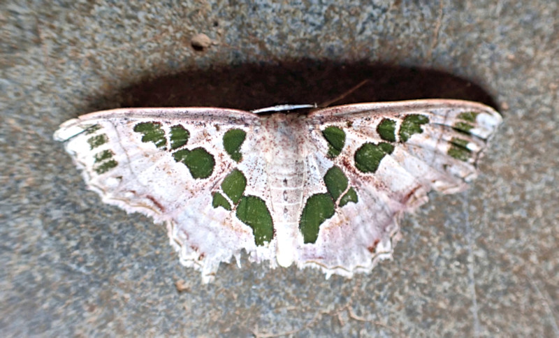 Moth, Sinharaja Forest Reserve, Sri Lanka