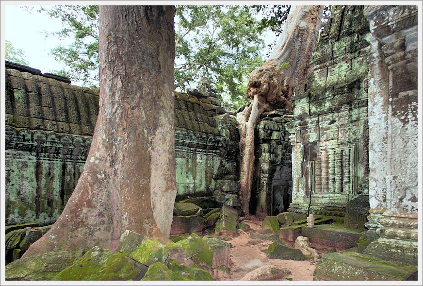 Cambodia_TaProhmTemple_3825
