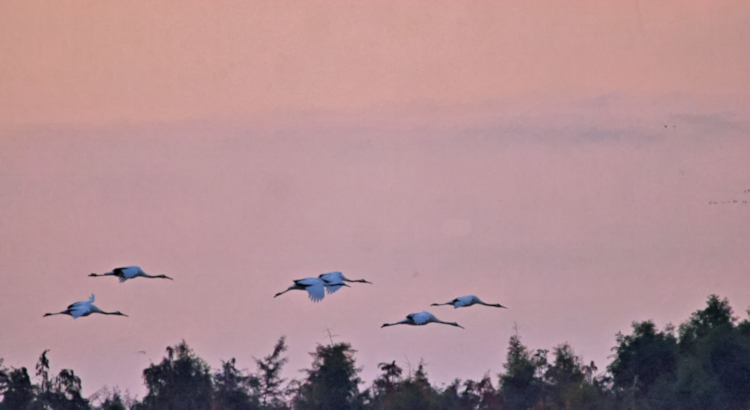 Red-crowned cranes arriving at sunrise, Yancheng farmland