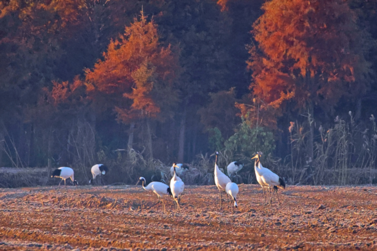 Red-crowned cranes arriving at sunrise, Yancheng farmland