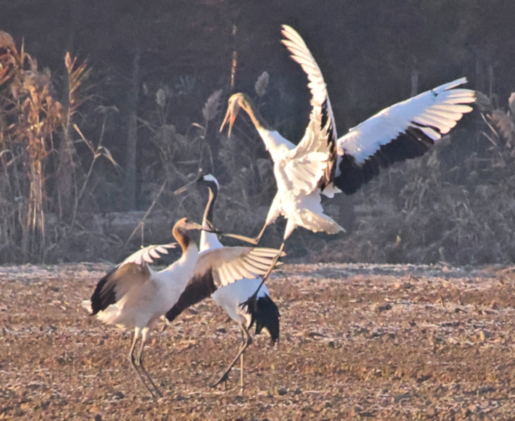 Red-crowned cranes on newly seeded farmland, Yancheng