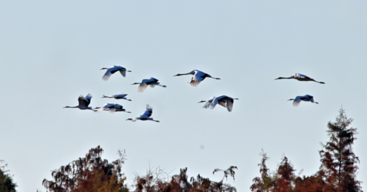 Red-crowned Cranes chased away, near Yancheng