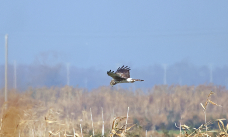 Hen Harrier, Yancheng farmland