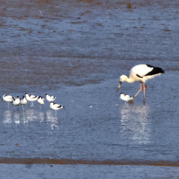 European Stork and Pied Avocet