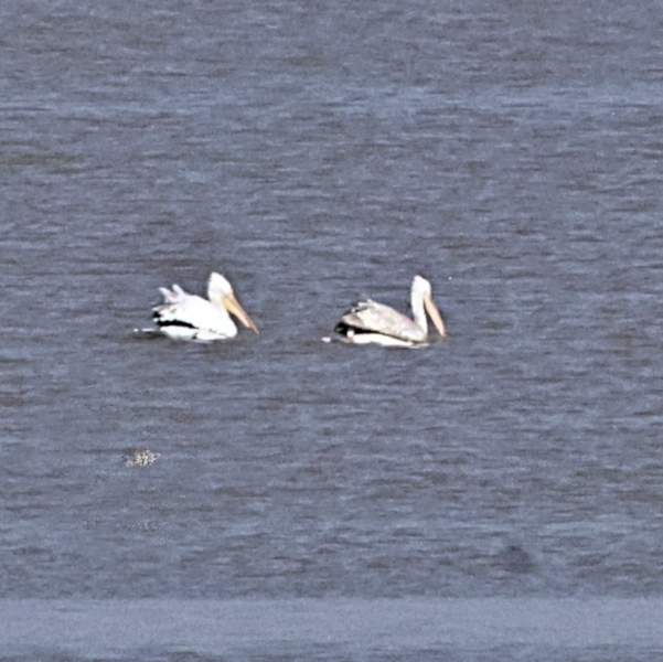 Dalmatian Pelicans