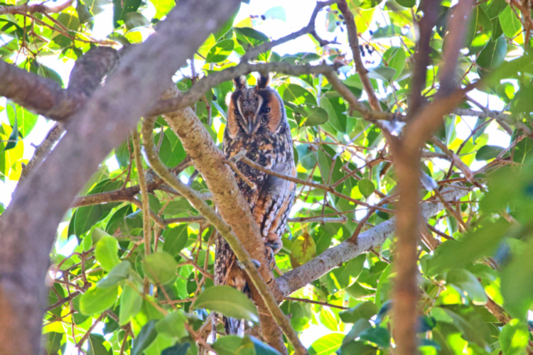 Long-eared Owl