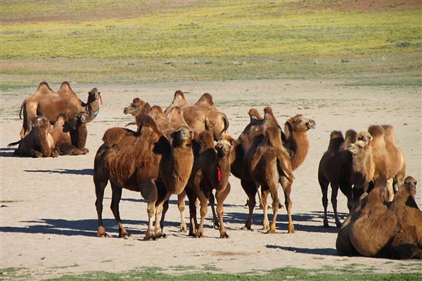 Mongolia_MiddleGobi_Camels_2524_m_600.jpg