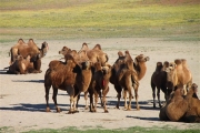 Mongolia_MiddleGobi_Camels_2524_m_600