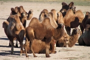 Mongolia_MiddleGobi_Camels_2526_3000_m_600