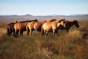 Mongolia_MiddleGobi_Horses_2205_m_600