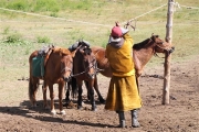 Mongolia_NationalPark_Horses_3017_m_600