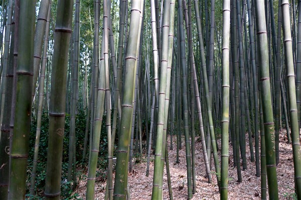 bamboo_DSC04562.jpg