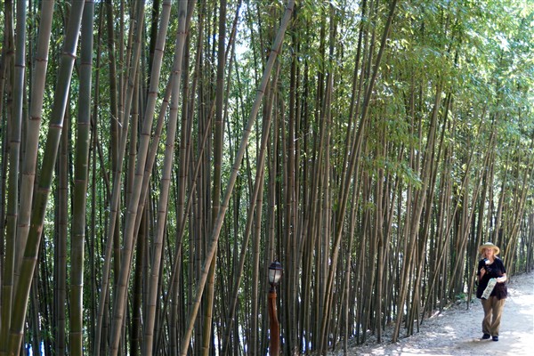 bamboo_DSC04575.jpg