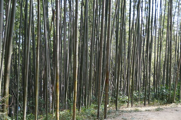 bamboo_DSC04578.jpg