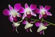 Mokpo_HyundaiHotel_Orchids_0349_m