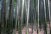 bamboo_DSC04562