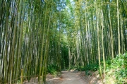 bamboo_DSC04567