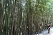 bamboo_DSC04575