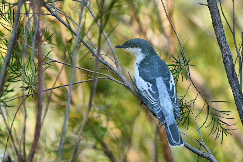 Bird in Desert Park, Alice Springs