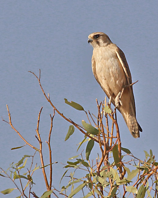 Brown Falcon, Alice Springs