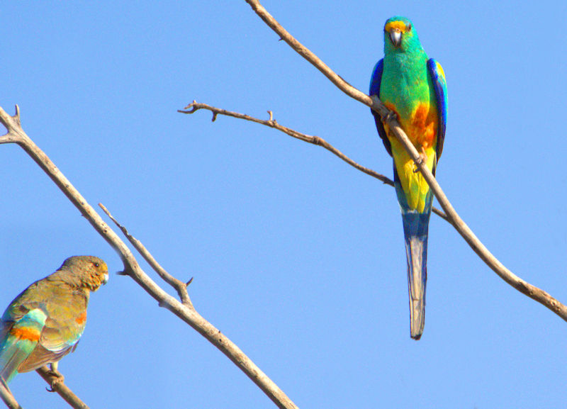 Mulga Parrot, near Alice Springs