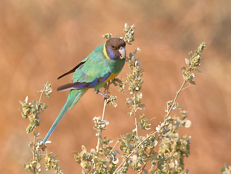 Mulga Parrot, Alice Springs