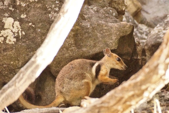 Tam_MtBorradaileWallaby_DSC00952_800