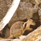 Tam_MtBorradaileWallaby_DSC00952_800